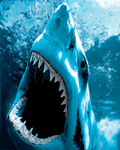 pic for 3D Shark